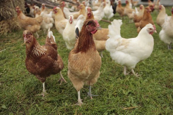 10 Jahre Herrmannsdorfer Landhuhn