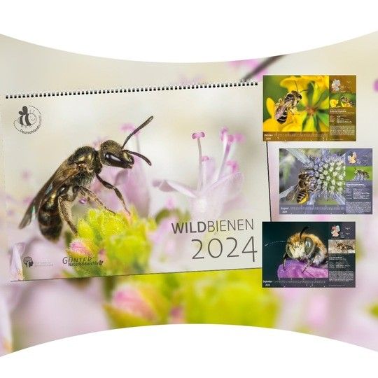 Ideal für Weihnachten: Wildbienenkalender und Bienen-Patenschaft