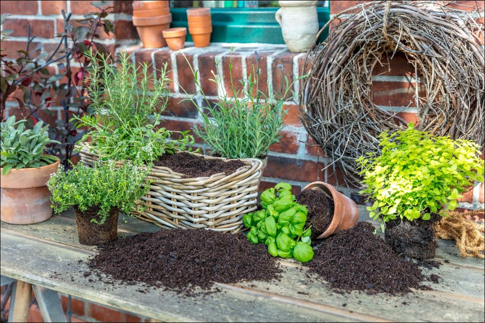 Garten & Balkon: Leckere Kräuter selbst anbauen