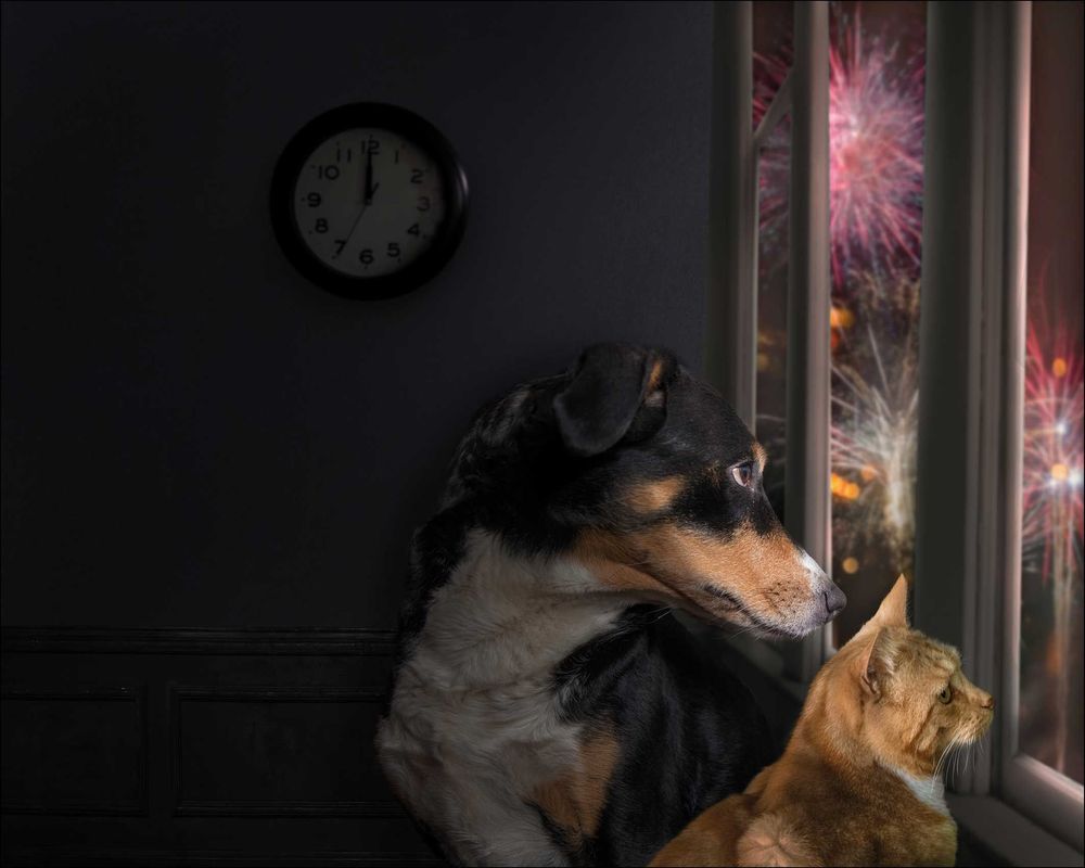 Haustier und Silvester - wie gehe ich vor?