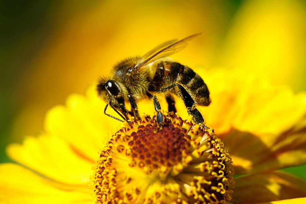 Kleine Helfer mit großer Wirkung: Warum Wildbienen Aufmerksamkeit verdienen
