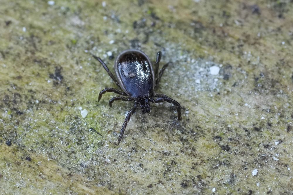Zecken im Herbst: Borreliose im bunten Laub
