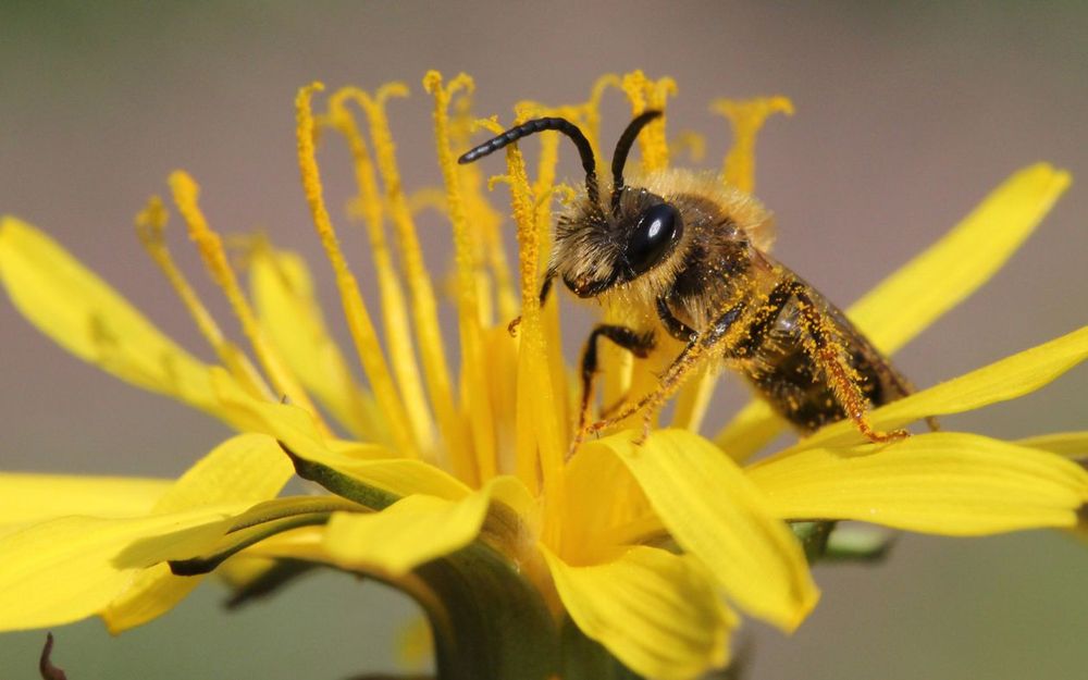 Bundesweiter Pflanzwettbewerb für insektenfreundliche Gärten