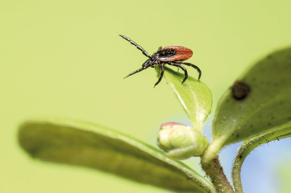 FSME und Borreliose