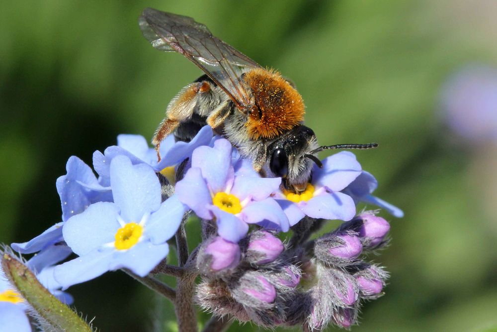 Wir suchen: Blühflächen für Insekten – Bild 3 von 3