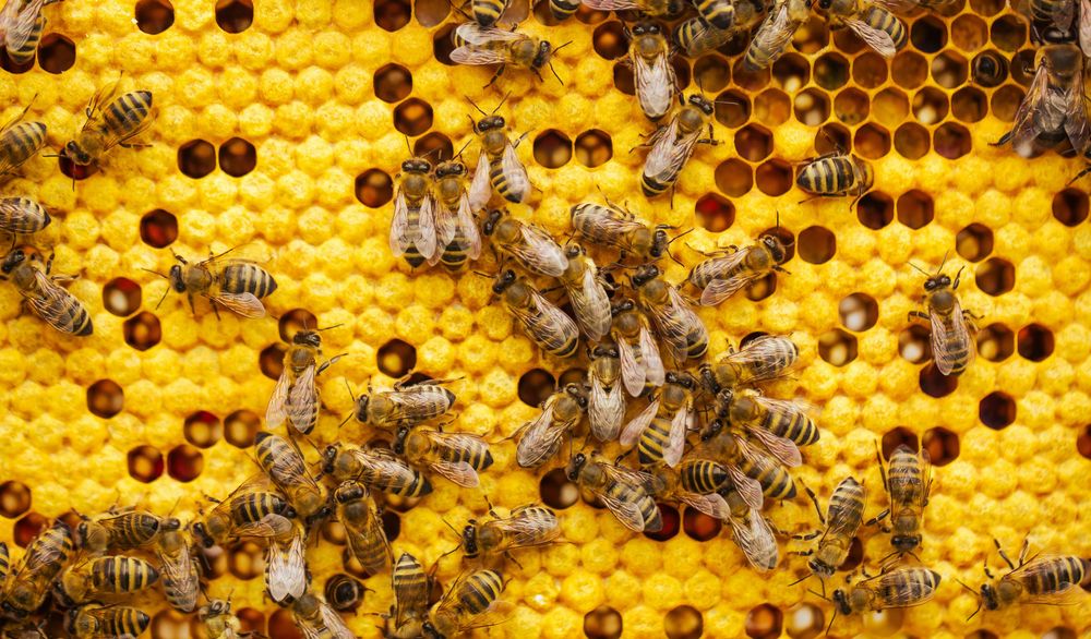 4. Waakirchner Bienenwoche: Das Programm