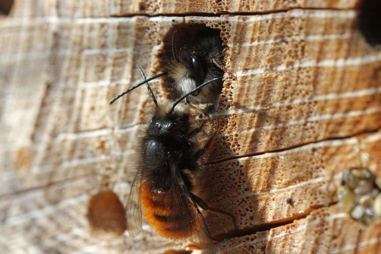 Weltbienentag: Sie brauchen ein Zuhause! Helfen künstliche Quartiere?