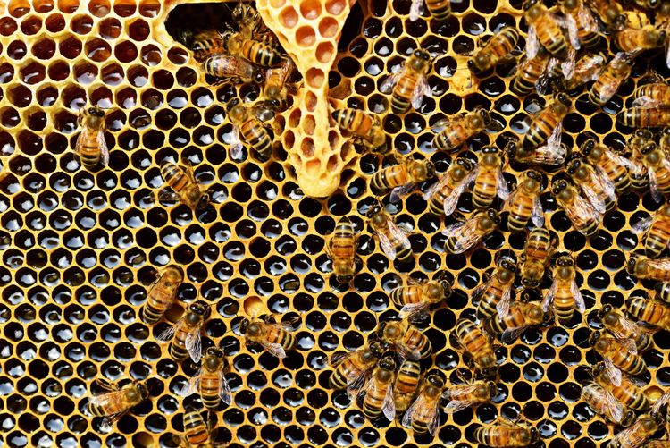 Waakirchner Bienenwoche 2024: Programm, Termine und Highlights!