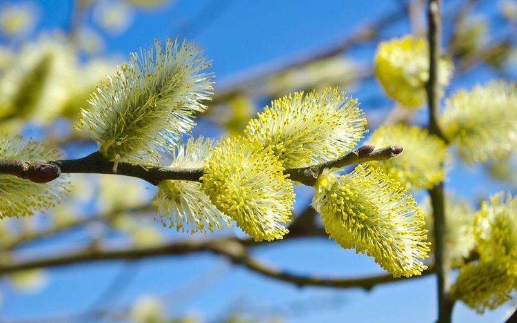 Von wegen Hasen und Eier: Wie man im Rest der Welt Ostern feiert