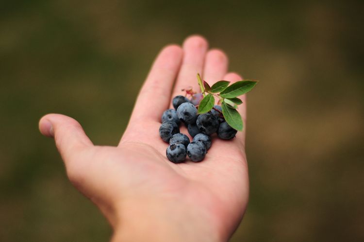 Optisch perfektes Gemüse und Obst