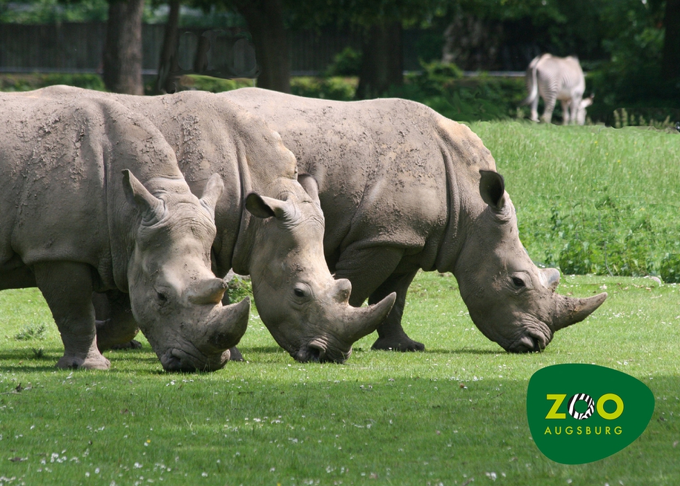 Nashörner_mit_Logo.jpg