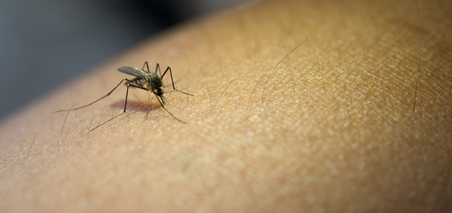 close-up-mosquito-sucking-blood-from-human-arm.png