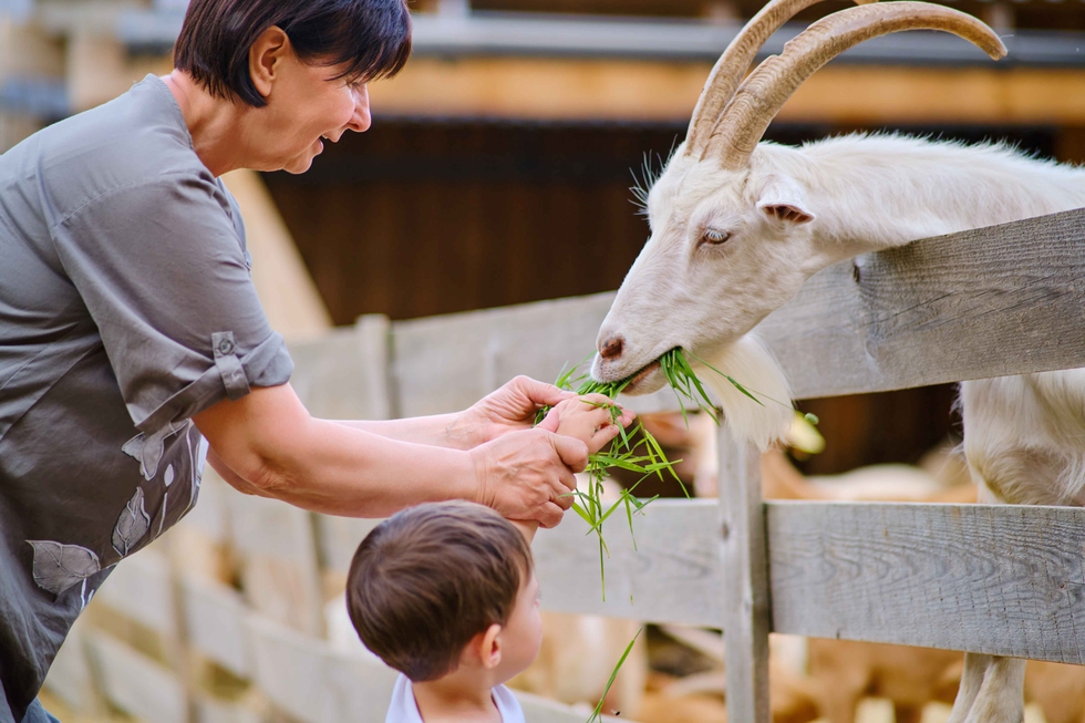 The_Woman_And_The_Child_Joyfully_Feed_The_Goat_original_2321754.jpg