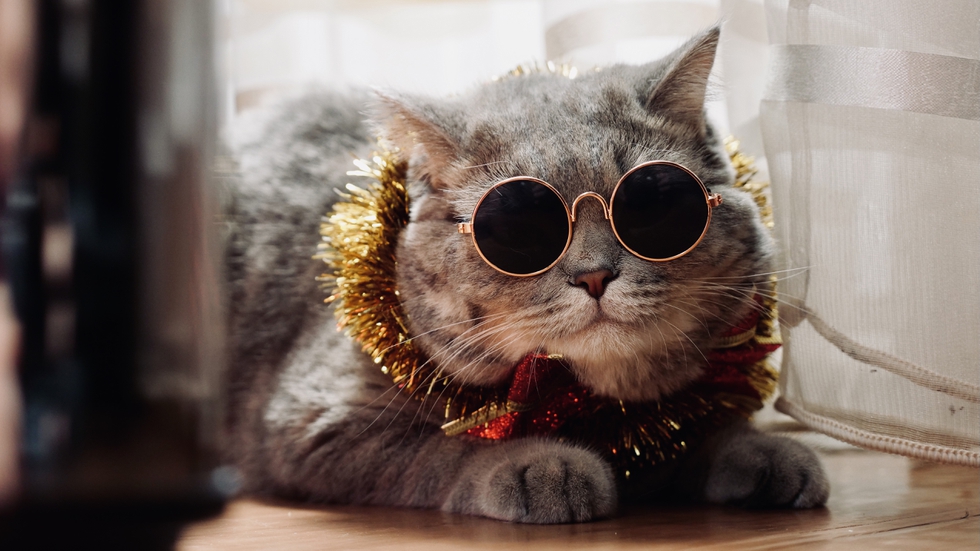 Cat_With_Dark_Glasses_original_1026092.jpg