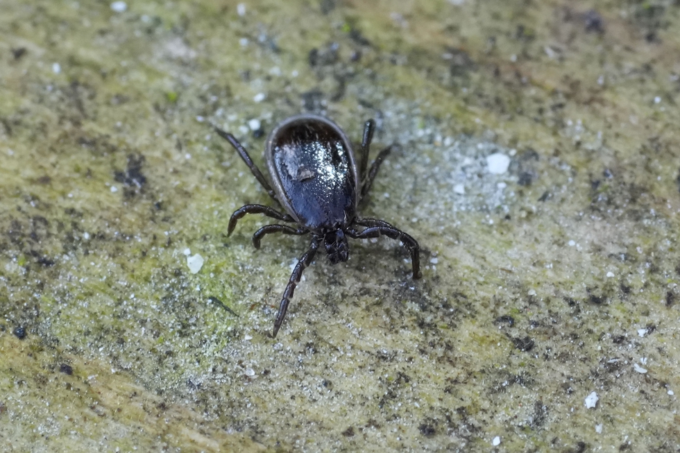 Glossy__Engorged_Tick_With_Multiple_Legs_On_A_Textured_Surface__Pest_Species_original_3737854.jpg
