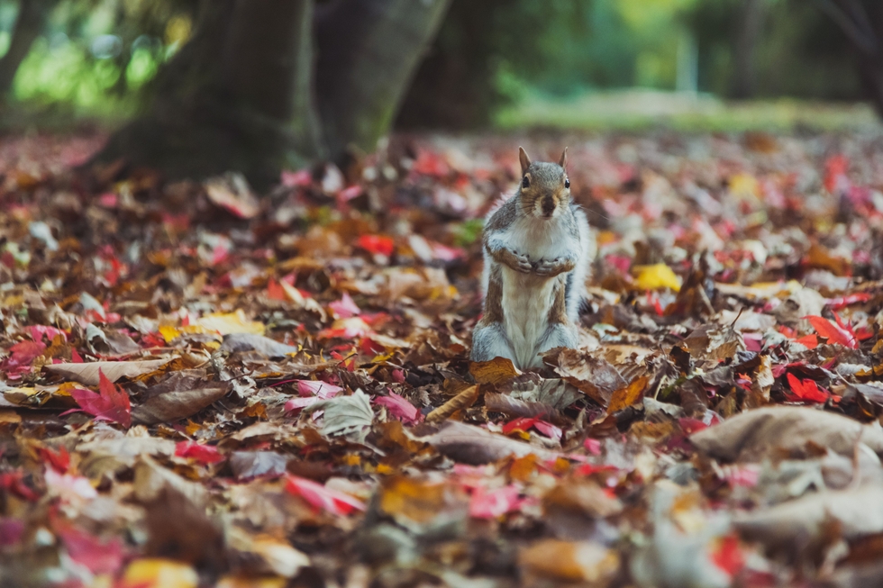 Squirrel___Autumn_Leaves_original_832535.jpg
