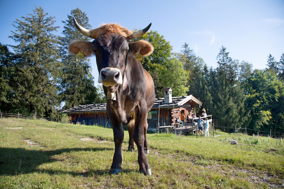 FLM_Glentleiten_Kuh__Gerard.jpg
