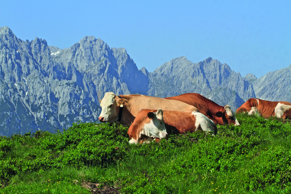 Almfestwochen_001.jpg